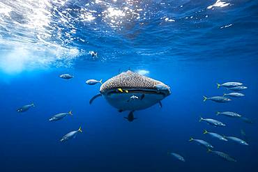 Whale shark (Rhincodon typus) escorted by a school of bonito, Nosy Be, Madagascar