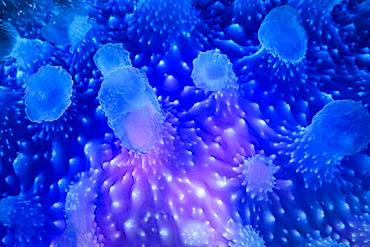 Detail of a cauliflower jellyfish, Boueni Pass, Mayotte