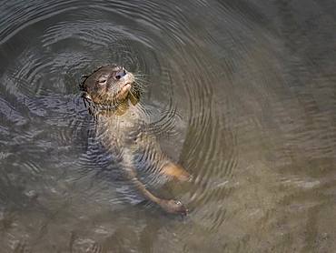 Neotropical river otter (Lontra longicaudis), Antioquia, Colombia