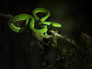 Side-striped Pit Viper (Bothriechis lateralis), Costa Rica, October