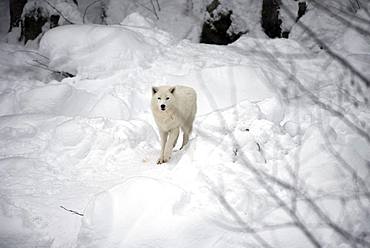 Arctic wolf (Canis lupus arctos) in the snow