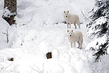 Arctic Wolf (Canis lupus arctos) in the snow