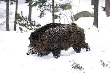 Wild Boar (Sus scrofa) in winter