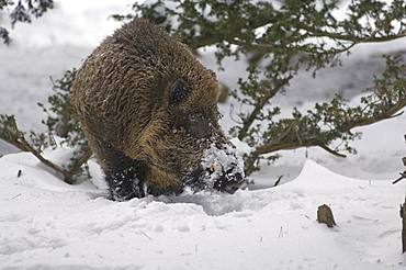 Wild Boar (Sus scrofa) in winter