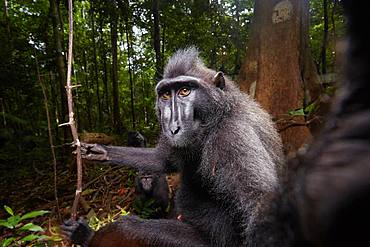 This big male of the critically-endangered celebes crested macaque (Macaca nigra) was photographed in the national park of tangkoko (Sulawesi - Indonesia) then we followed this macaca group from few days with a scientist and a local guide for a monitoring. This male was moving with the group an take a few minutes break by sitting just a few meters from me. I take two pictures then I leaved to follow the scientist. finaliste à Namur