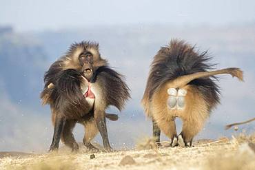 Gelada or Gelada baboon (Theropithecus gelada), fight between two males, Debre Libanos, Rift Valley, Ethiopia, Africa