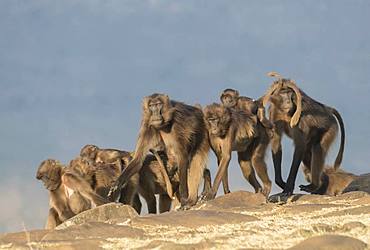 Gelada or Gelada baboon (Theropithecus gelada), group of females with babies, Debre Libanos, Rift Valley, Ethiopia, Africa