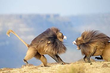 Gelada or Gelada baboon (Theropithecus gelada), fight between two males, Debre Libanos, Rift Valley, Ethiopia, Africa