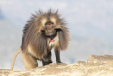 Gelada or Gelada baboon (Theropithecus gelada), dominant male, Debre Libanos, Rift Valley, Ethiopia, Africa