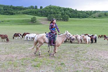 Mongolian horsewoman dressed with traditional clothes, lead a troop of horses running in a group in the meadow, Bashang Grassland, Zhangjiakou, Hebei Province, Inner Mongolia, China