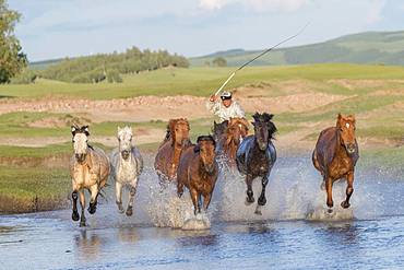 Mongolian traditionnaly dressed with horses running in a group in the water, Bashang Grassland, Zhangjiakou, Hebei Province, Inner Mongolia, China