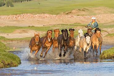 Mongolian traditionnaly dressed with horses running in a group in the water, Bashang Grassland, Zhangjiakou, Hebei Province, Inner Mongolia, China