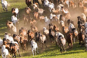 Horses running in a group in the meadow, Bashang Grassland, Zhangjiakou, Hebei Province, Inner Mongolia, China