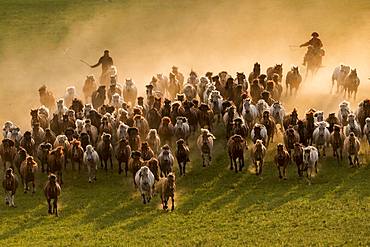 Mongolians horsemen, lead a troop of horses running in a group in the meadow, Bashang Grassland, Zhangjiakou, Hebei Province, Inner Mongolia, China