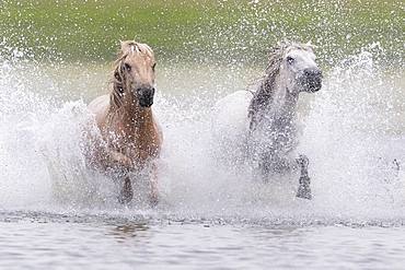 Horses running in a group in the water, Bashang Grassland, Zhangjiakou, Hebei Province, Inner Mongolia, China