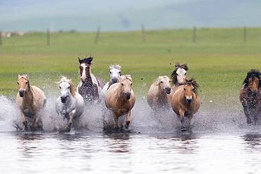 Horses running in a group in the water, Bashang Grassland, Zhangjiakou, Hebei Province, Inner Mongolia, China