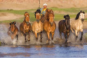 Mongolian traditionnaly dressed with horses running in a group in the water, Bashang Grassland, Zhangjiakou, Hebei Province, Inner Mongolia, China