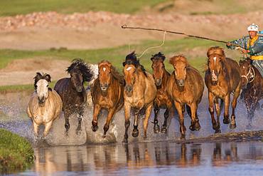 Mongolian traditionnaly dressed with horses running in a group in the water, Bashang Grassland, Zhangjiakou, Hebei Province, Inner Mongolia, China