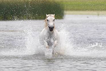 Horse running in the water, Bashang Grassland, Zhangjiakou, Hebei Province, Inner Mongolia, China