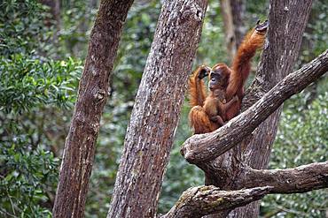 Orang utan (Pongo pygmaeus) with young on a branch, Tanjung Puting, Kalimantan, Indonesia