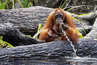 Orang utan (Pongo pygmaeus) with young, Tanjung Puting, Kalimantan, Indonesia