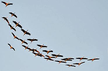 Cranes (Grus grus) arriving in the evening at Lac du Der, Champagne, France