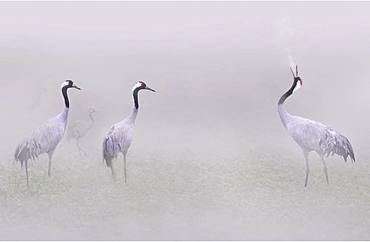 Common cranes (Grus grus) in the fog, Lac du Der, Champagne, France