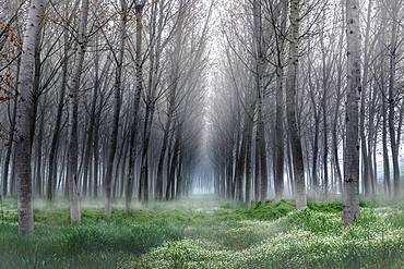 Fog in the poplar, Riva, Mantova, Italy