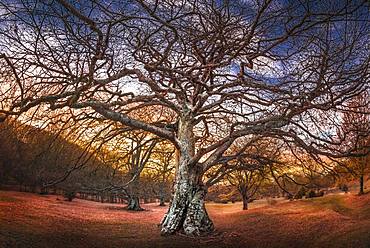 A very old oak tree at sunset, Bardi, Parma, Emilia Romagna, Italy