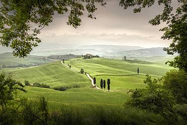 Cypress trees at Terrapille, Pienza, Sienna, Tuscany, Italy