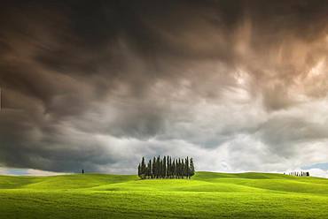 Cypres trees in Val d'Orcia, San Quirico d'Orcia, Siena, Tuscany, Italy