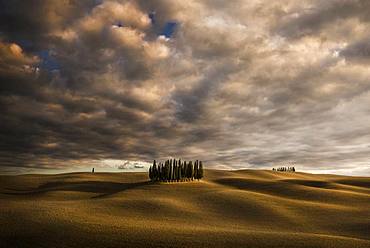 Cypres trees in Val d'Orcia, San Quirico d'Orcia, Siena, Tuscany, Italy