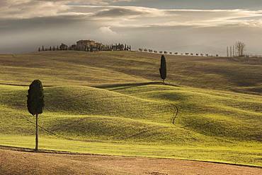 Cypress trees at Terrapille, Pienza, Sienna, Tuscany, Italy