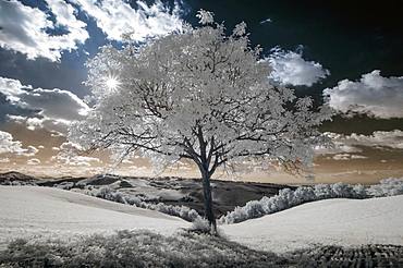 White walnut tree, Infrared picture, Langhirano, Parma, Emilia-Romagna, Italy