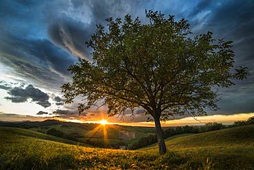 Sunset over the hills and walnut tree, Langhirano, Parma, Italy