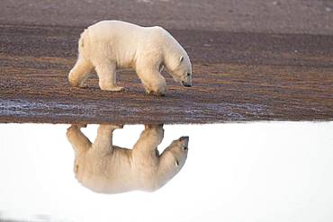 Polar Bear( Ursus maritimus ) walking along a barrier island outside Kaktovik, Every fall, polar bears (Ursus maritimus) gather near Kaktovik on the northern edge of ANWR, Barter Island, Arctic National Wildlife Refuge, Alaska