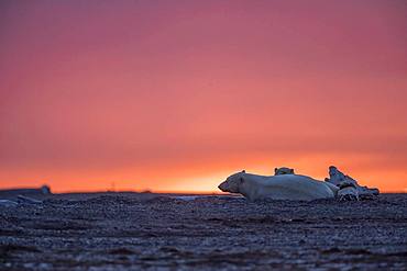 Polar Bear( Ursus maritimus ) female and cub resting at sunset along a barrier island outside Kaktovik, Every fall, polar bears (Ursus maritimus) gather near Kaktovik on the northern edge of ANWR, Barter Island, Arctic National Wildlife Refuge, Alaska