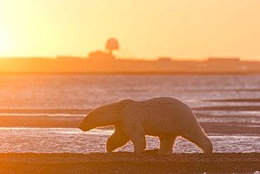 Polar Bear( Ursus maritimus ) walking along a barrier island outside Kaktovik, Every fall, polar bears (Ursus maritimus) gather near Kaktovik on the northern edge of ANWR, Barter Island, Arctic National Wildlife Refuge, Alaska