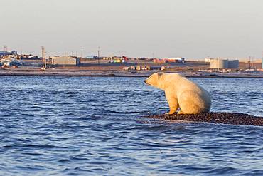 Polar Bear( Ursus maritimus ),near the water edge along a barrier island outside Kaktovik, Every fall, polar bears (Ursus maritimus) gather near Kaktovik on the northern edge of ANWR, Barter Island, Arctic National Wildlife Refuge, Alaska