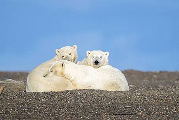 Polar Bear( Ursus maritimus ), along a barrier island outside Kaktovik, Every fall, polar bears (Ursus maritimus) gather near Kaktovik on the northern edge of ANWR, Barter Island, Arctic National Wildlife Refuge, Alaska