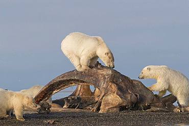 Polar Bear( Ursus maritimus ) near by the bones pile, carcass of Bow whales hunt by the villagers, along a barrier island outside Kaktovik, Every fall, polar bears (Ursus maritimus) gather near Kaktovik on the northern edge of ANWR, Arctic National Wildlife Refuge, Alaska