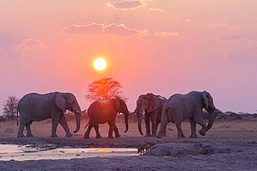 African bush elephant or African savanna elephant (Loxodonta africana), around a water hole, Nxai pan national park, Bostwana