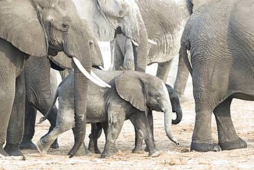 African bush elephant or African savanna elephant (Loxodonta africana), near the Chobe river, Chobe river, Chobe National Park, Bostwana