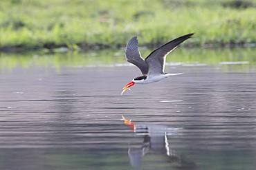 African skimmer (Rynchops flavirostris), fishing, Chobe river, Chobe National Park, Bostwana