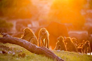 Chacma Baboon (Papio ursinus), at the sunset, Chobe river, Chobe National Park, Bostwana