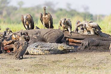 Nile Crocodile (Crocodylus niloticus) comes to eat as well as African vultures (Gyps africanus) an African savanna Elephant or Savannah Elephant (Loxodonta africana), killed, killed by anthrax, Chobe river, Chobe National Park,Bostwana