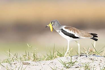 African wattled lapwing (Vanellus senegallus), also known as the Senegal wattled plover or simply wattled lapwing, Chobe river, Chobe National Park, Bostwana