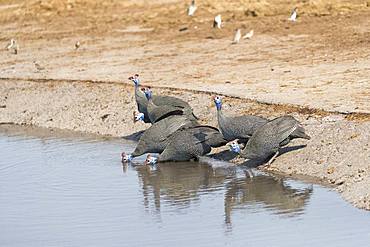 Helmeted guineafowl (Numida meleagris), group drinking, Moremi National Park, Bostwana