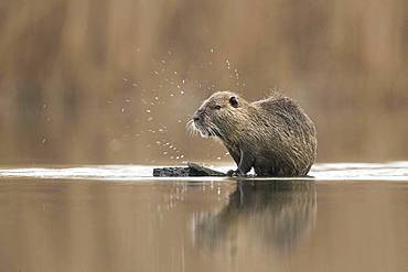 Coypu (Myocastor coypus). A large Coypu grooms on a floating log in Greece.