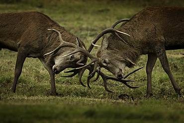 Red Deer (Cervus elaphus). Two Red Deer Stags rut in the Peak District National Park, UK.